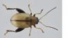 Longitarsus melanocephalus